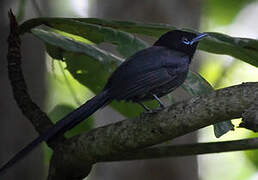 Seychelles Paradise Flycatcher