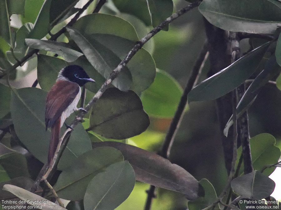 Seychelles Paradise Flycatcher female adult breeding, identification