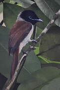 Seychelles Paradise Flycatcher