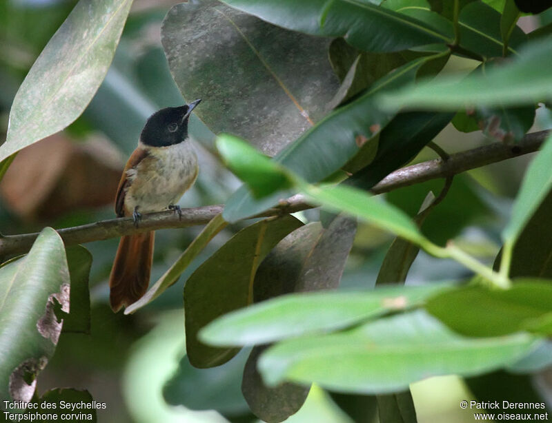 Seychelles Paradise Flycatcher female adult breeding, identification