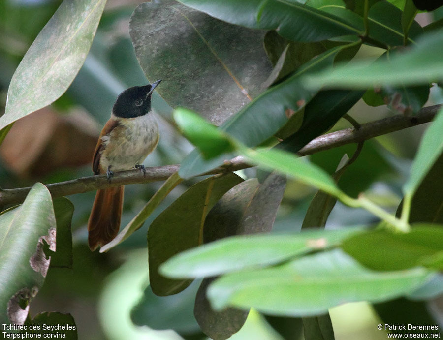 Tchitrec des Seychelles femelle adulte nuptial, identification