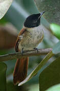 Seychelles Paradise Flycatcher