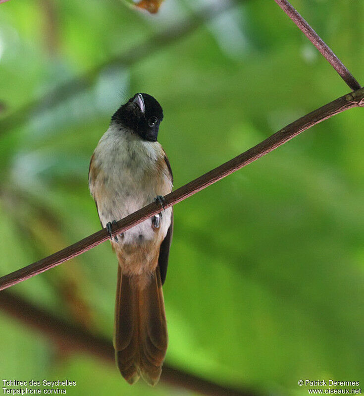 Seychelles Paradise Flycatcher female adult breeding, identification