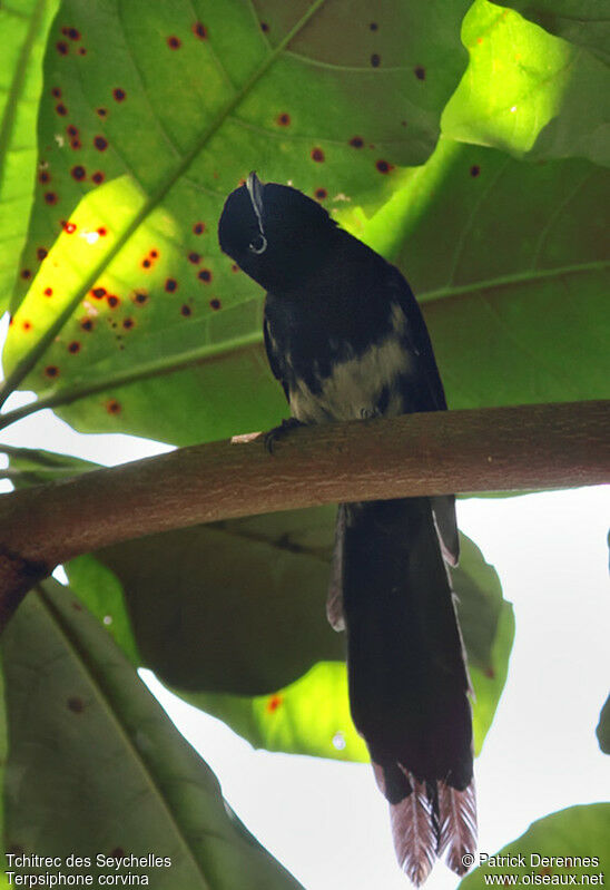 Seychelles Paradise Flycatcher male immature, identification