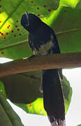 Seychelles Paradise Flycatcher