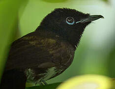 Seychelles Paradise Flycatcher