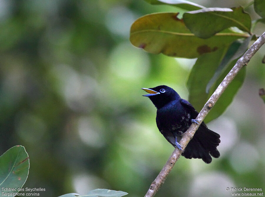 Seychelles Paradise Flycatcher male immature, identification, song