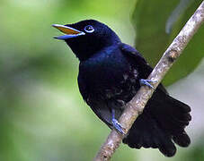 Seychelles Paradise Flycatcher