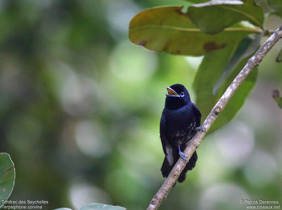 Seychelles Paradise Flycatcher male immature, identification, song