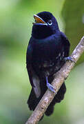 Seychelles Paradise Flycatcher