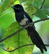 Seychelles Paradise Flycatcher