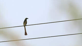 Racket-tailed Treepie