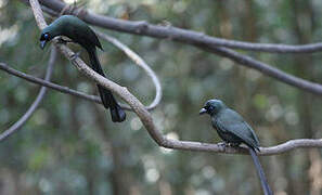 Racket-tailed Treepie