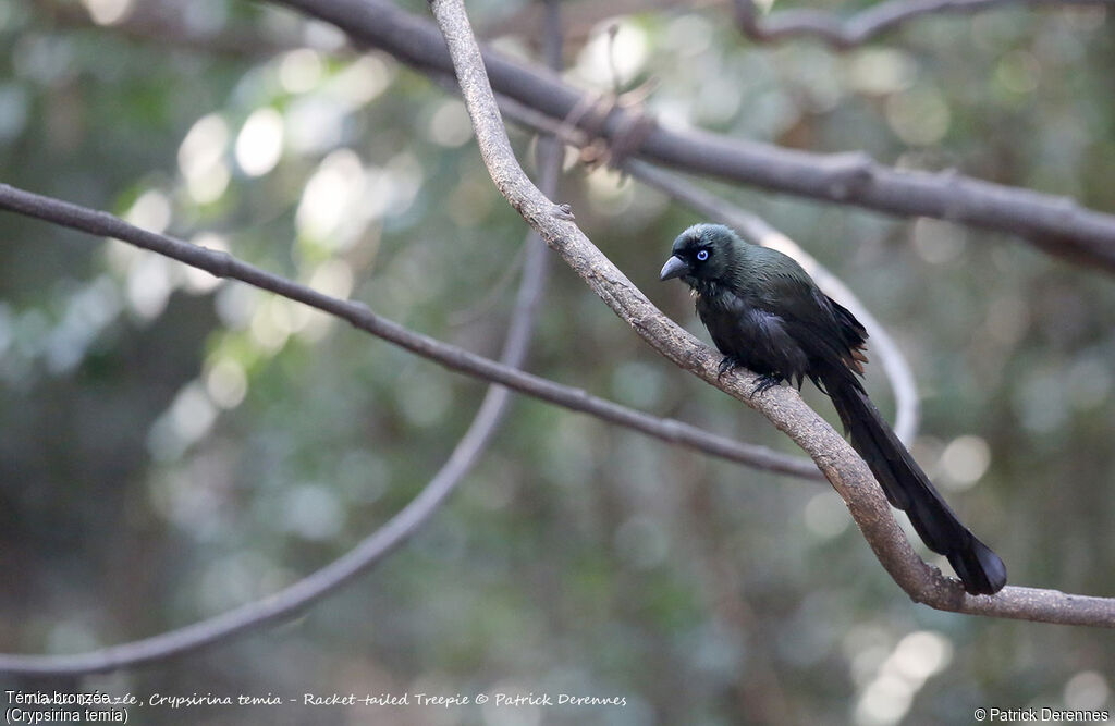 Racket-tailed Treepie