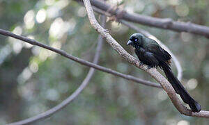 Racket-tailed Treepie