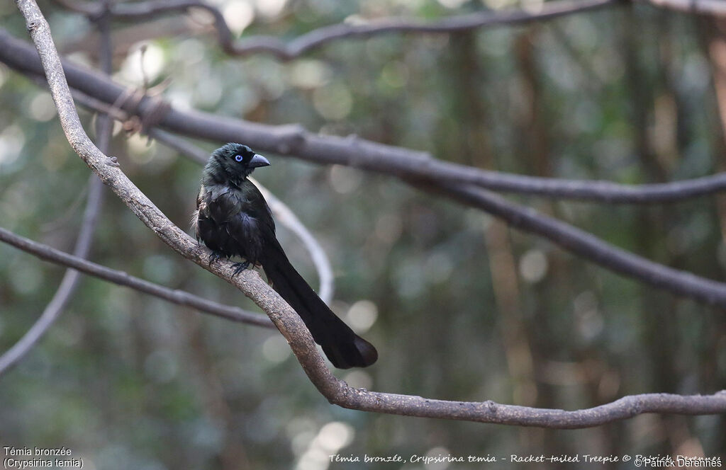 Racket-tailed Treepie