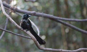 Racket-tailed Treepie