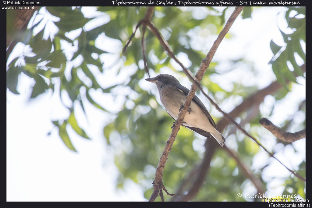 Sri Lanka Woodshrike, identification