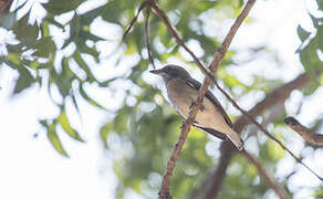 Sri Lanka Woodshrike