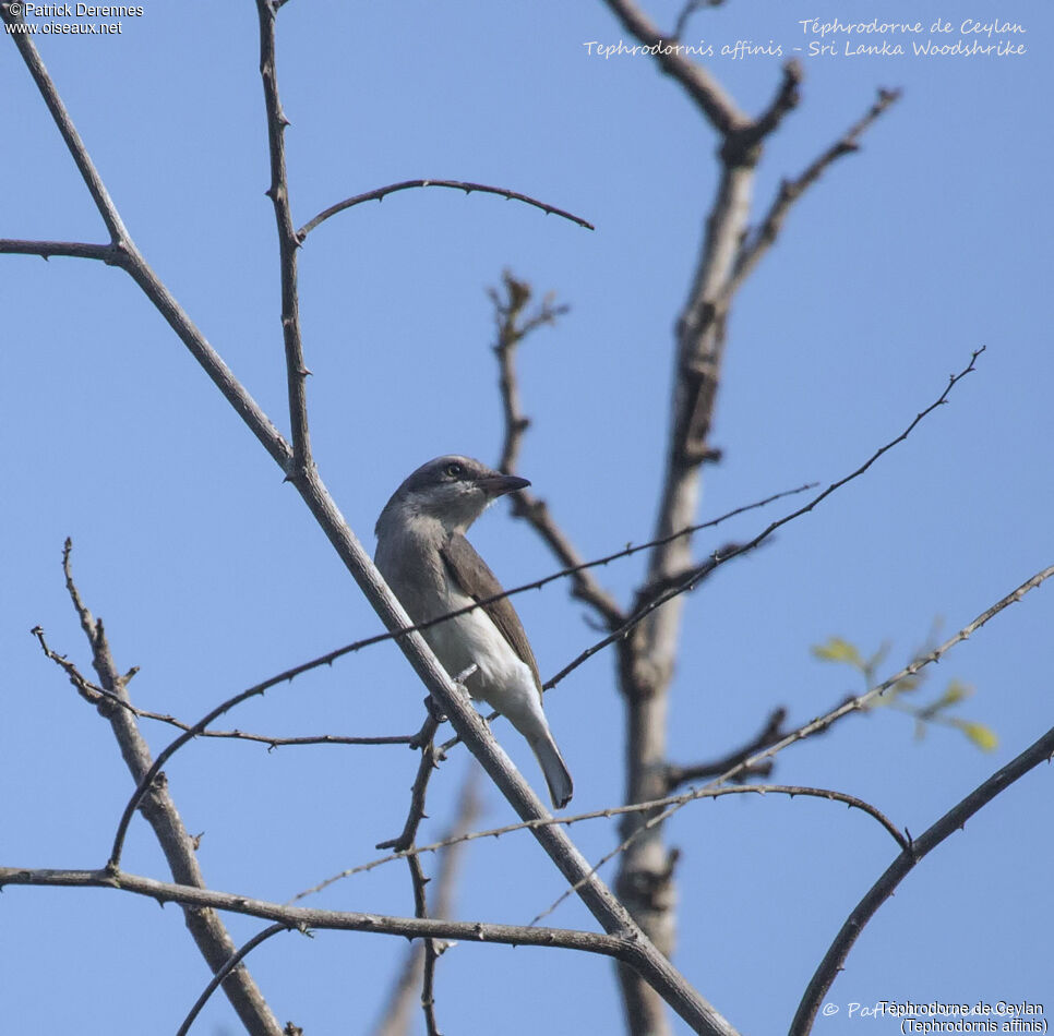 Sri Lanka Woodshrike, identification, habitat