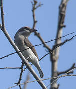 Sri Lanka Woodshrike