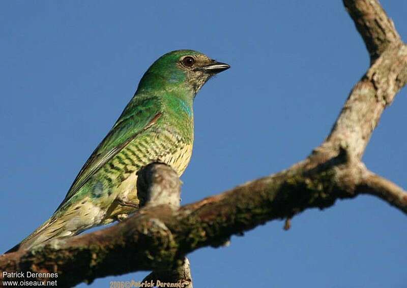 Swallow Tanager female adult, identification