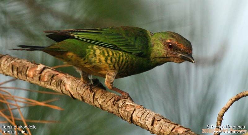 Swallow Tanager female adult breeding