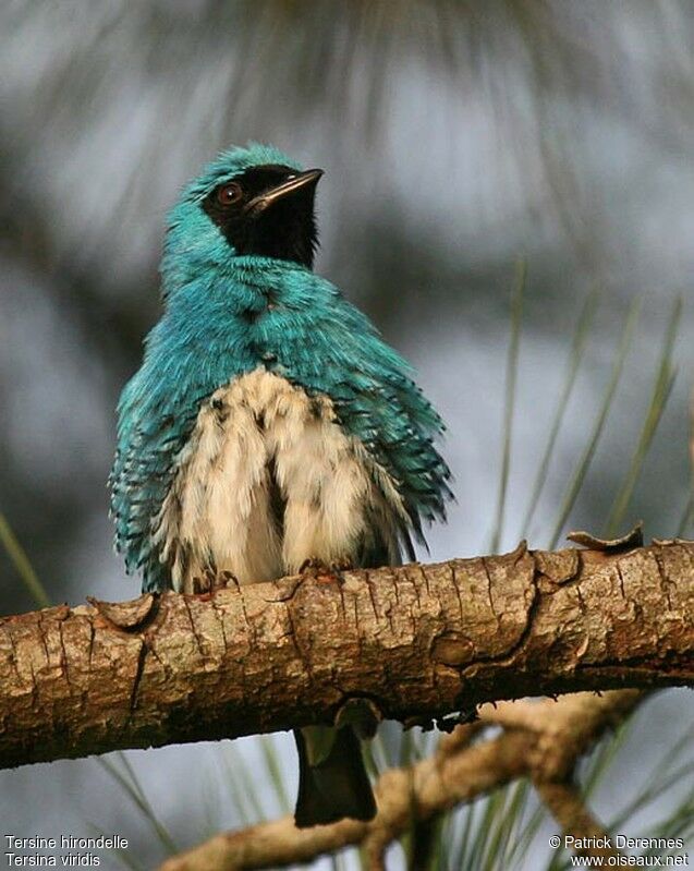 Tersine hirondelle mâle adulte