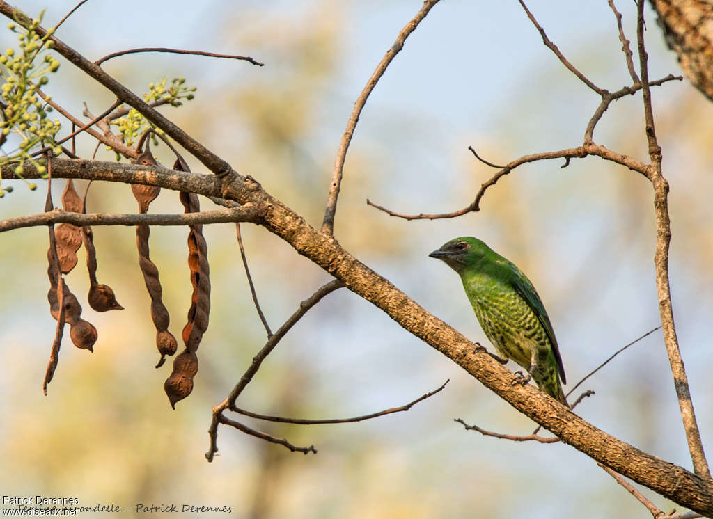 Swallow Tanager female adult, habitat, pigmentation