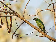 Swallow Tanager