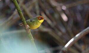 Chestnut-headed Tesia