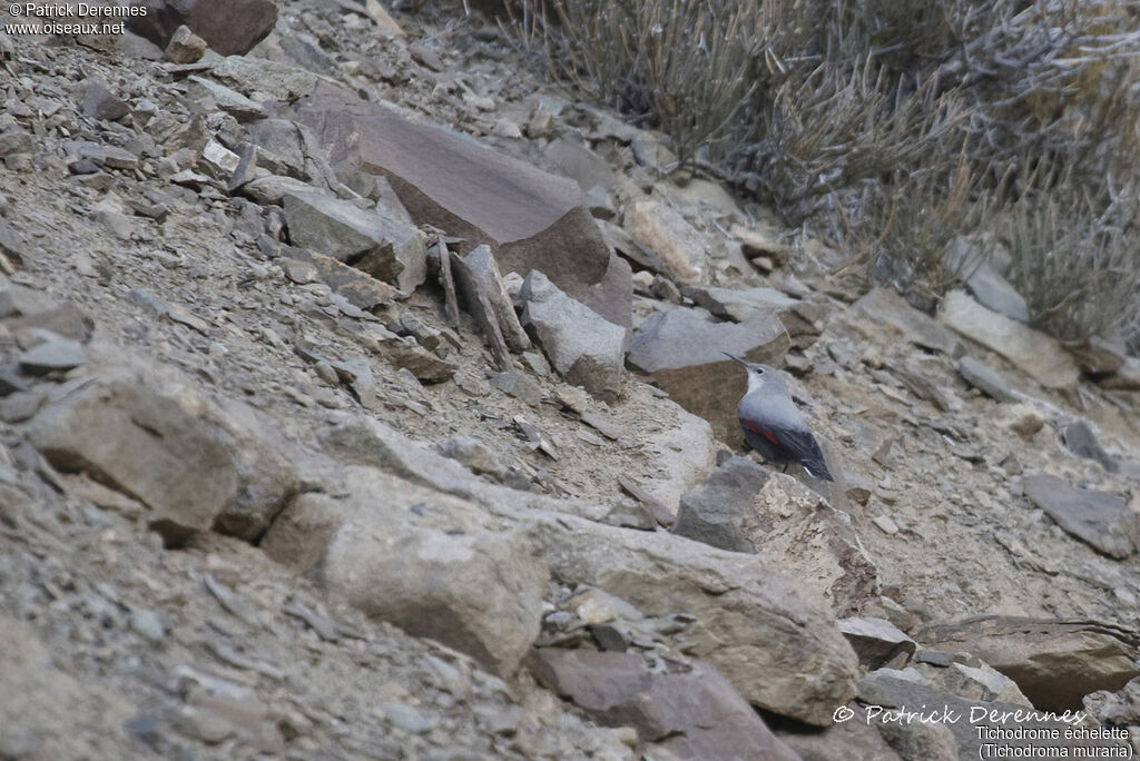 Tichodrome échelette, identification, habitat