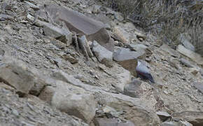 Wallcreeper