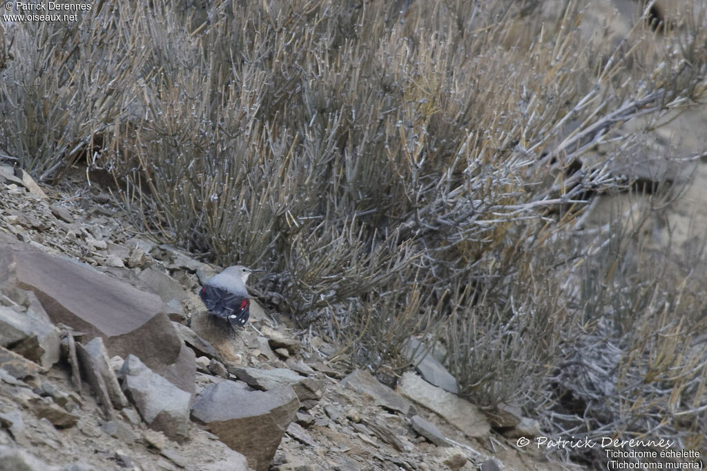 Wallcreeper, identification, habitat