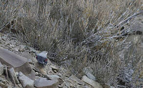 Wallcreeper