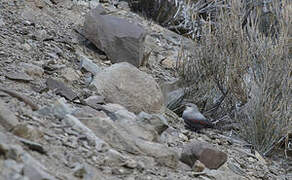 Wallcreeper