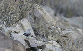 Wallcreeper