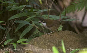 Dark-fronted Babbler