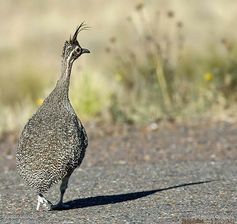 Elegant Crested Tinamou