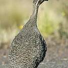 Tinamou élégant