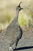 Elegant Crested Tinamou