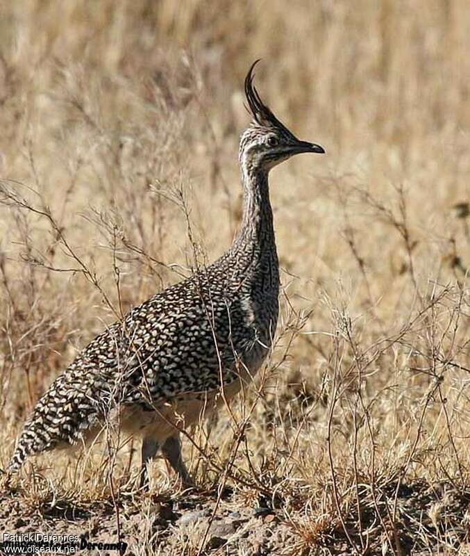 Elegant Crested Tinamou, identification