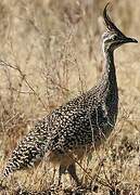 Elegant Crested Tinamou