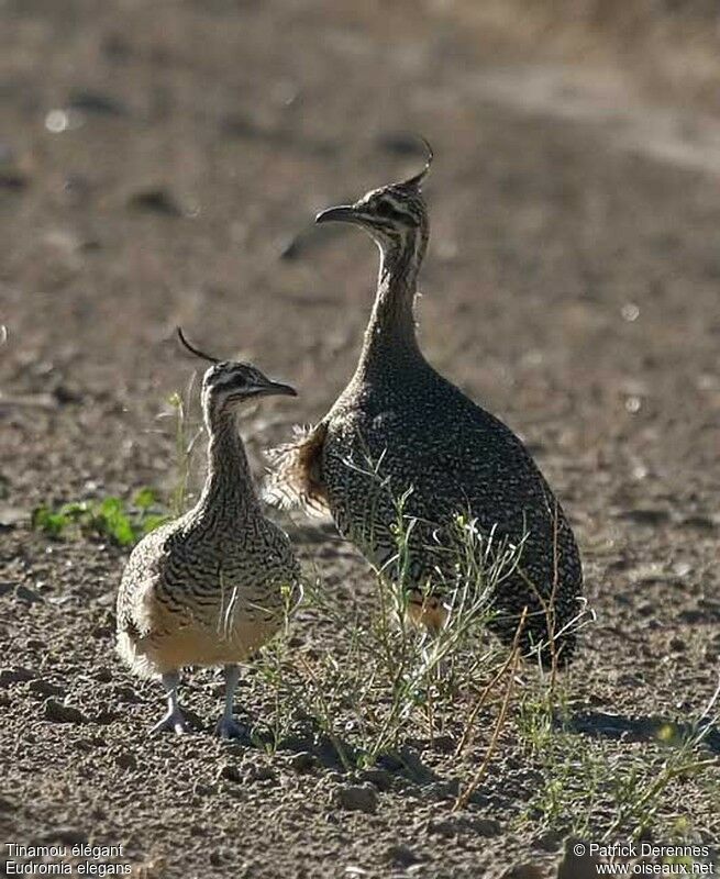 Tinamou élégant1ère année