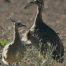 Tinamou élégant