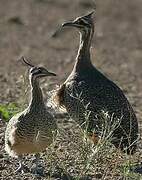 Elegant Crested Tinamou