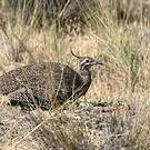 Tinamou élégant
