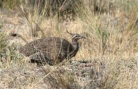 Elegant Crested Tinamou