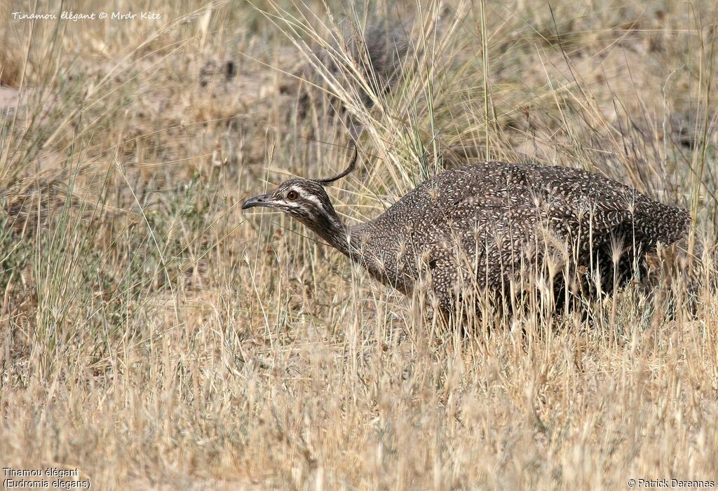 Elegant Crested Tinamou