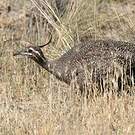 Tinamou élégant
